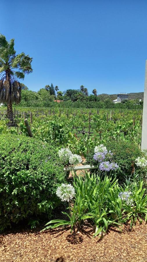 The Vineyard