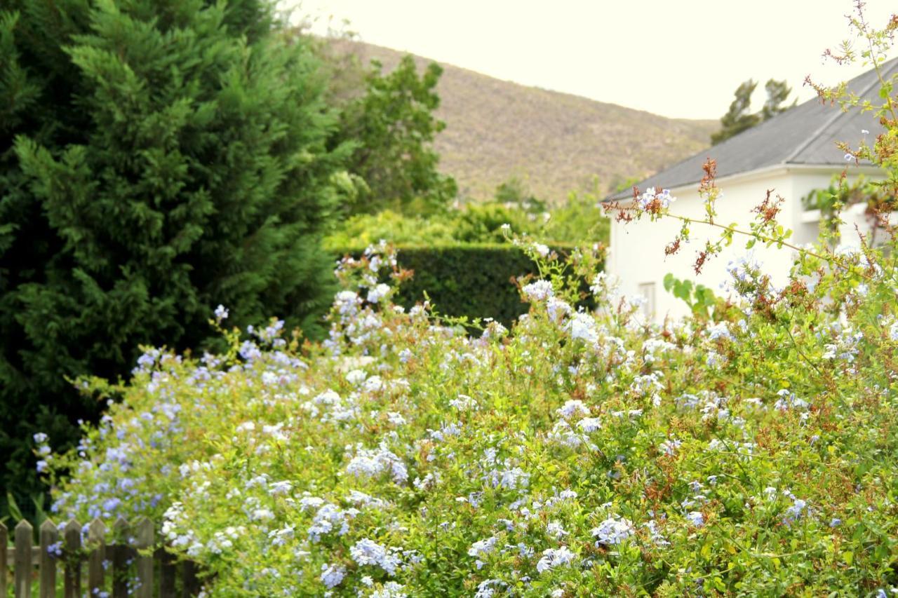 The Vineyard Montagu