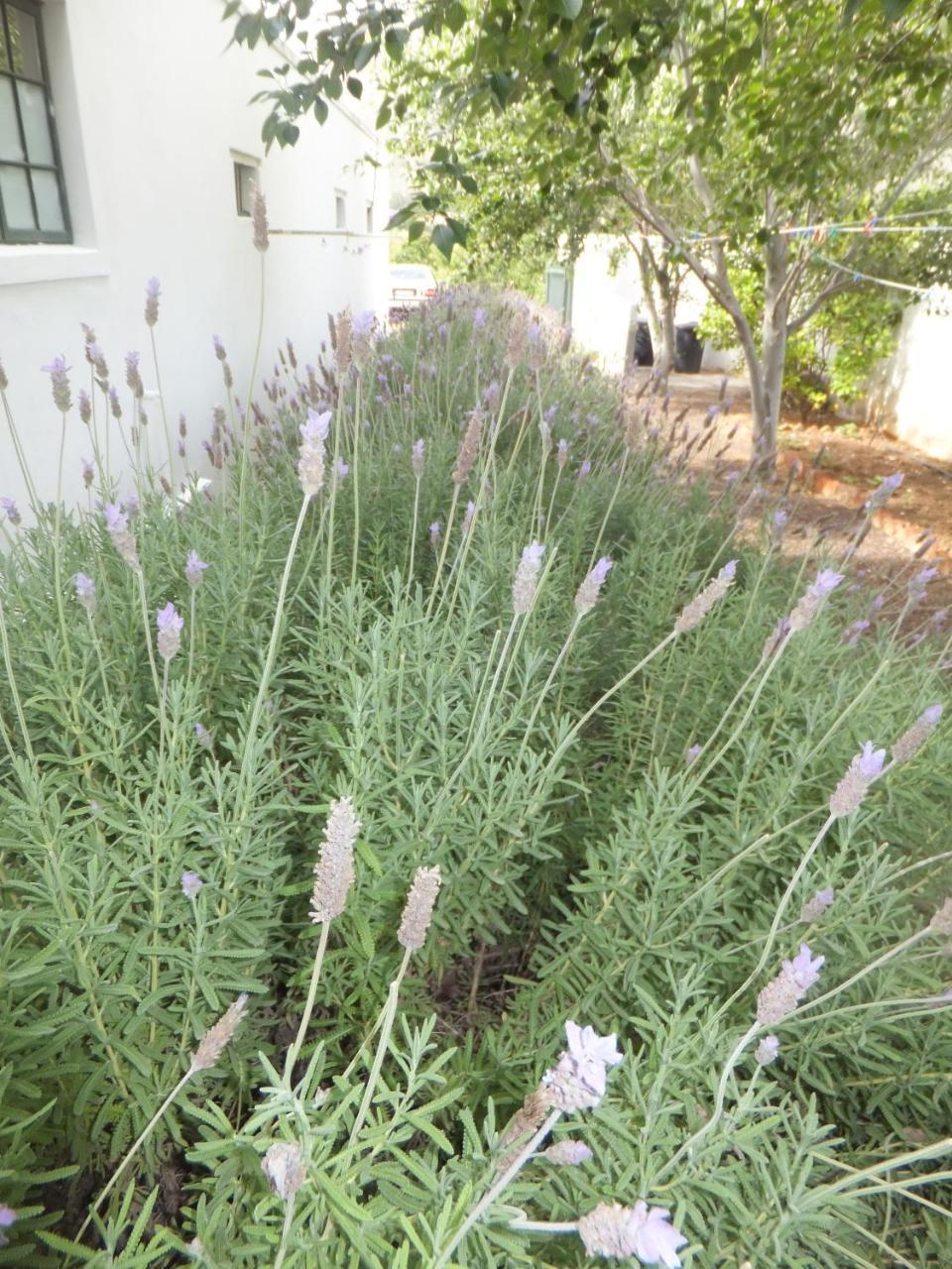 The Vineyard Hotel Montagu